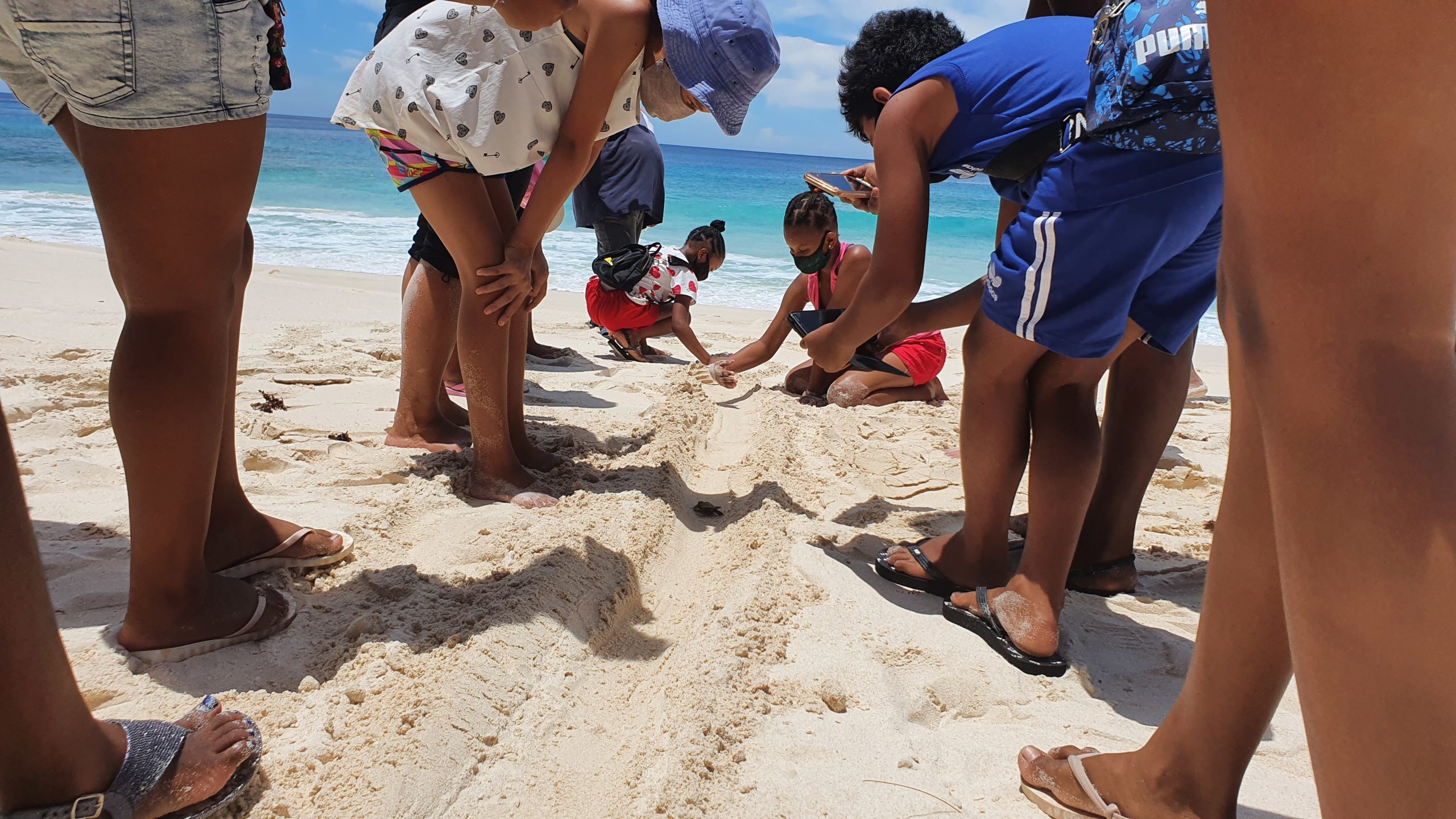 PAREO, c'est le nom de ce bébé tortue que les enfants ont découvert coincé dans son nid sur une plage des Seychelles. Ils l'aident à regagner la mer. Bonne chance PAREO !