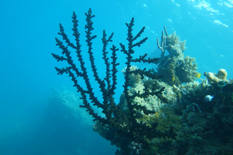 Cousin des coraux, cet antipathaire deploie ses polypes dans les courant pour attraper le zooplancton dont il se nourrit